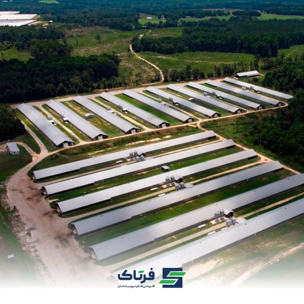 زنجیره مرغ