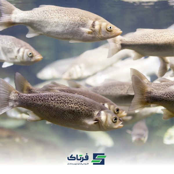 عوامل محیطی موثر بر ضریب تبدیل غذایی آبزیان