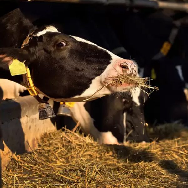 فیبر در تغذیه گاو