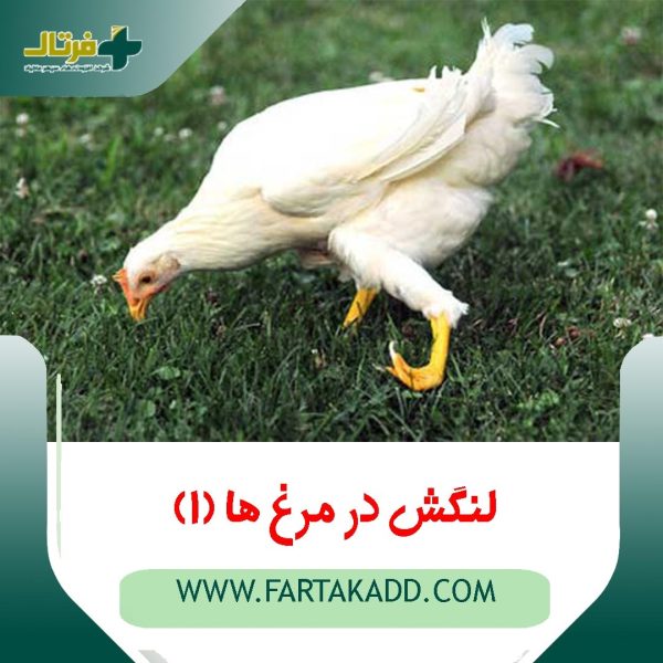 لنگش در مرغ ها 1