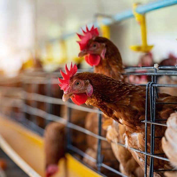 مشکلات رایج مرغ تخمگذار