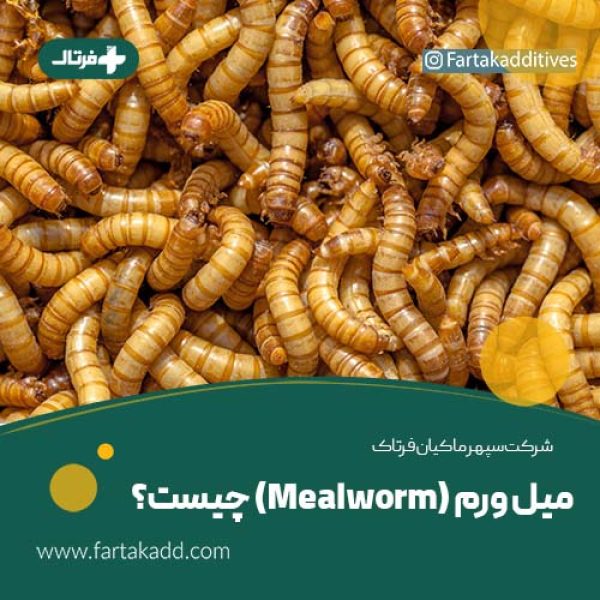 میل ورم (Mealworm) چیست ؟