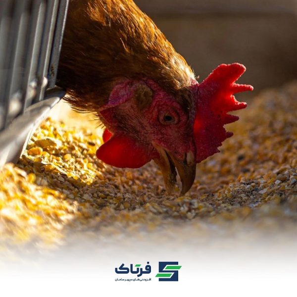 راهکارهای تغذیه ای برای تقویت سیستم ایمنی دام و طیور راهکارهای تغذیه ای برای تقویت سیستم ایمنی دام و طیور