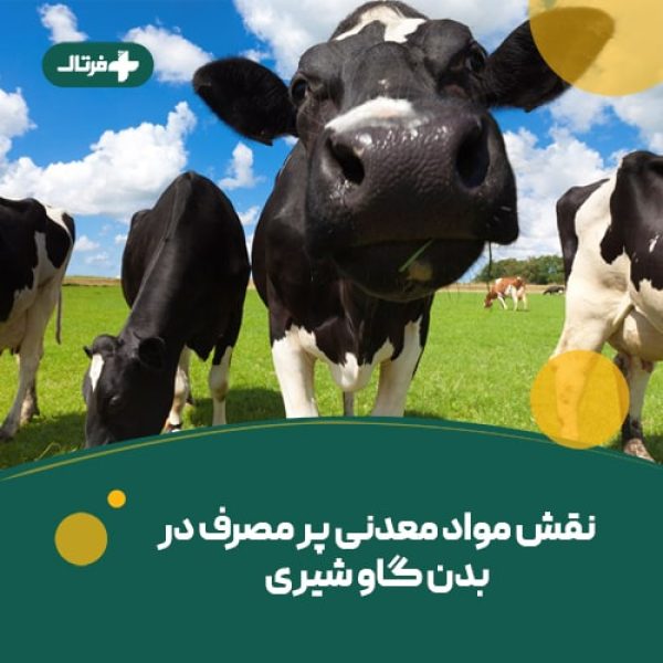 مواد معدنی گاو شیری