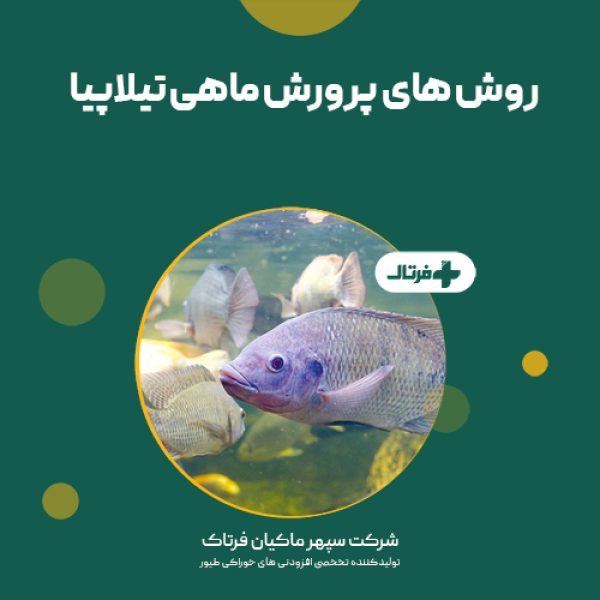پرورش ماهی تیلاپیا