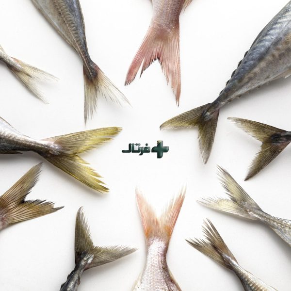 پرورش ماهی فرتاک پرورش ماهی فرتاک