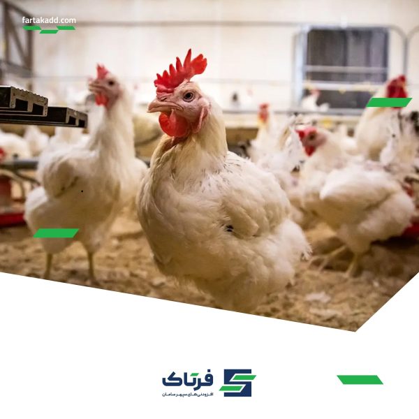 پرورش مرغ تخمگذار