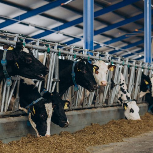کاهش استرس های محیطی در گاو شیری