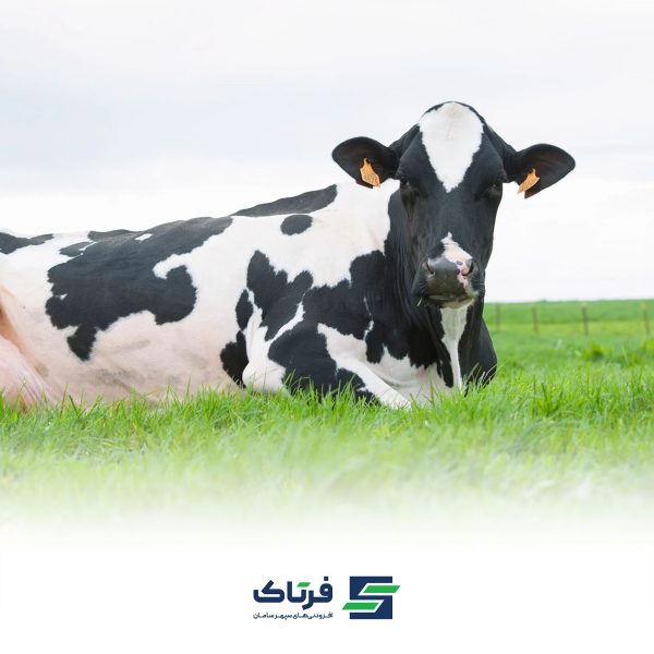 کتوز در گاوهای شیری تازه زا کتوز در گاوهای شیری تازه زا