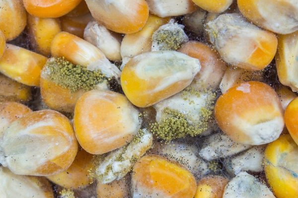 کنترل مایکوتوکسین ها